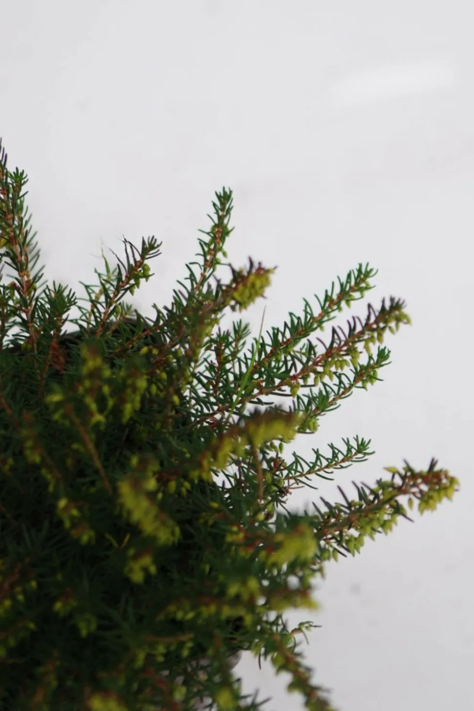 ROUÉ PÉPINIÈRES - Lot de 3 bruyères à floraison d'hiver - lot de 3 bruyères 1 litre