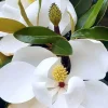 ROUÉ PÉPINIÈRES - Magnolia d'été 'little gem' - en conteneur