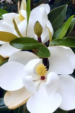 ROUÉ PÉPINIÈRES - Magnolia d'été 'little gem' - en conteneur