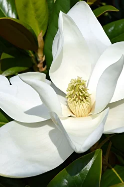 ROUÉ PÉPINIÈRES - Magnolia d'été 'little gem' - en conteneur