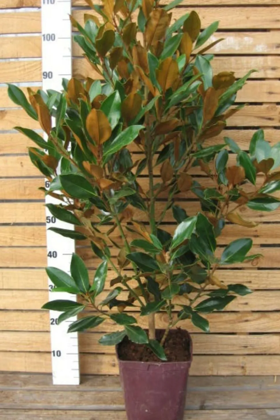 ROUÉ PÉPINIÈRES - Magnolia d'été 'little gem' - en conteneur