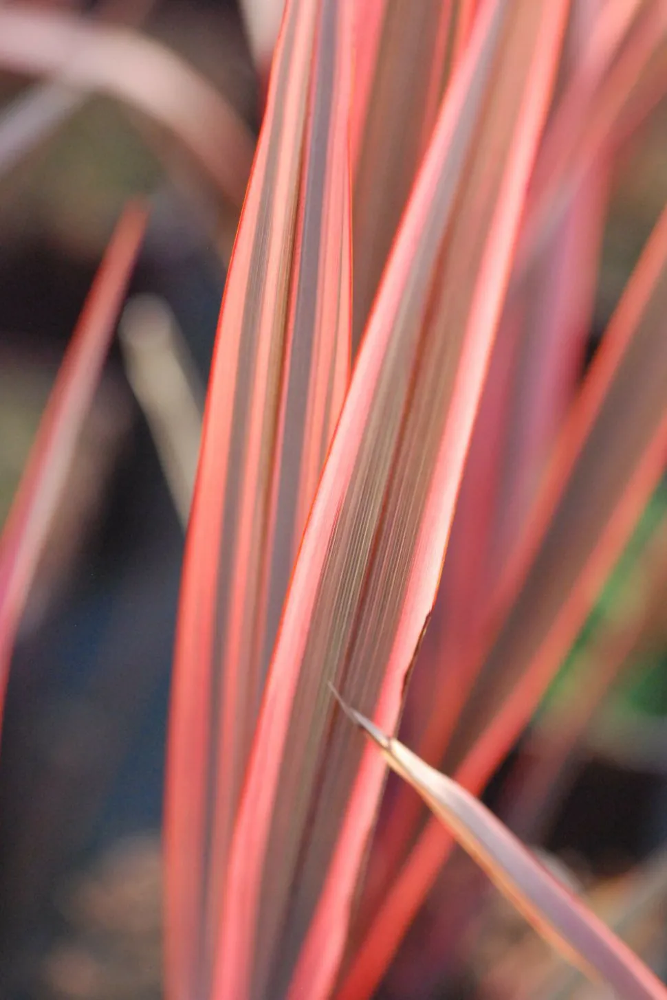 ROUÉ PÉPINIÈRES - Phormium 'sundowner' - en pot de 3 litres