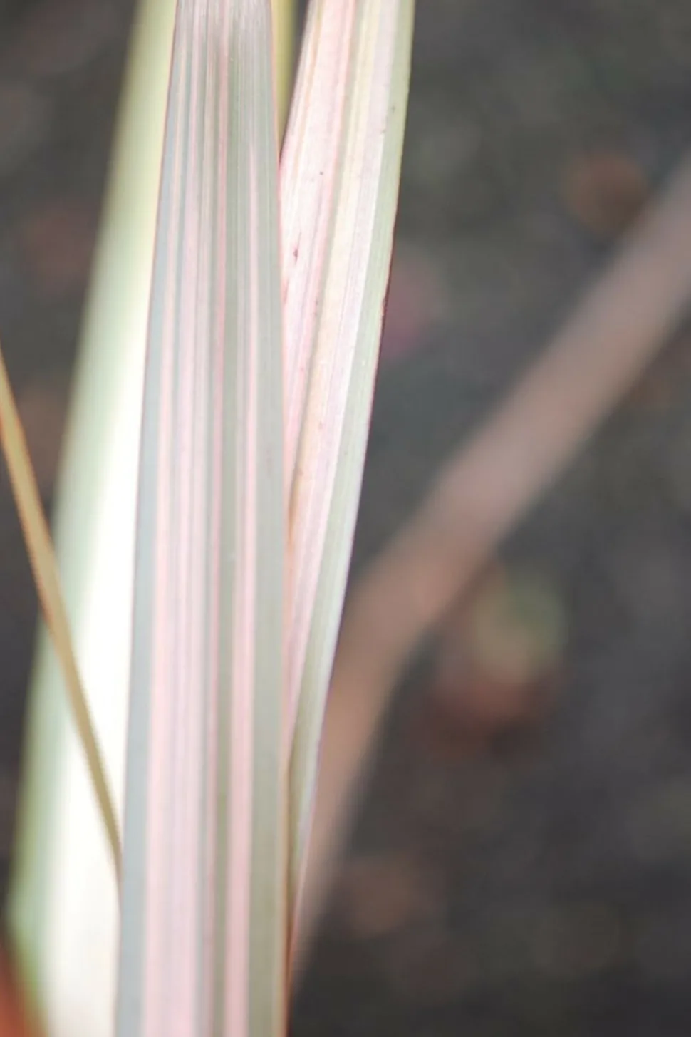 ROUÉ PÉPINIÈRES - Phormium 'sundowner' - en pot de 3 litres