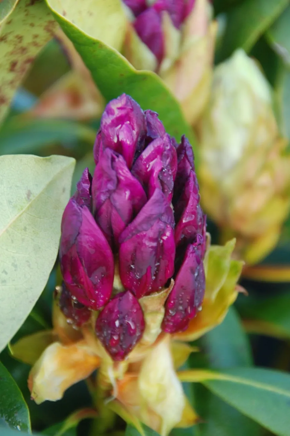 ROUÉ PÉPINIÈRES - Rhododendron 'marcel menard' 15 litres - en pot de 15 litres