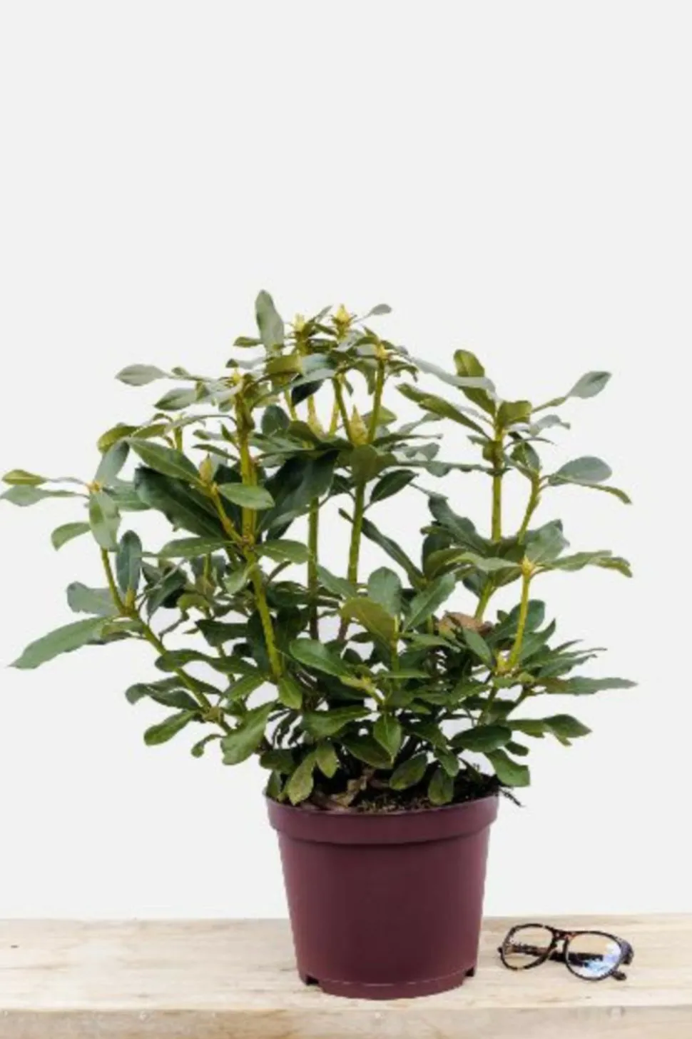 ROUÉ PÉPINIÈRES - Rhododendron 'marcel menard' 15 litres - en pot de 15 litres