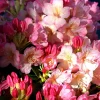 ROUÉ PÉPINIÈRES - Rhododendron 'percy wiseman' - en pot de 4 litres