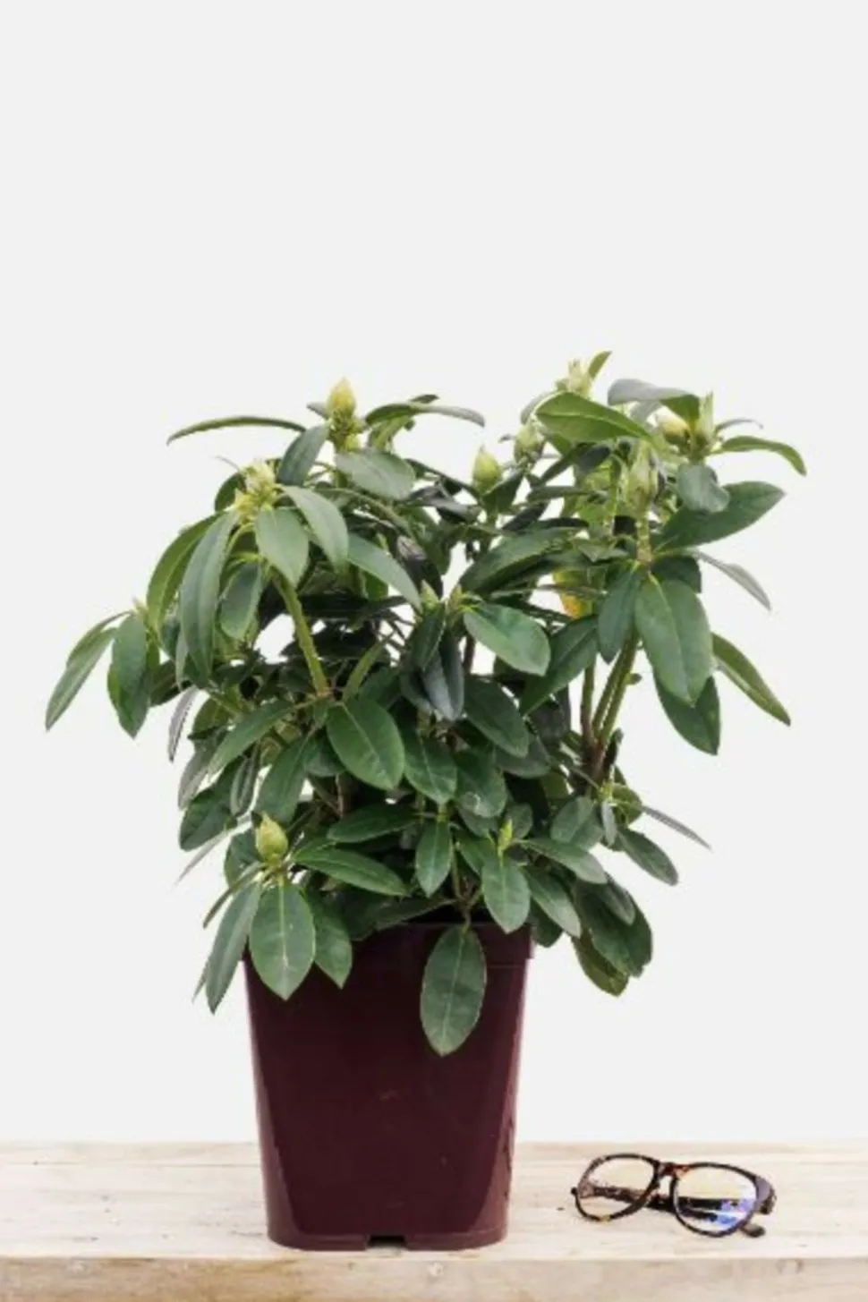 ROUÉ PÉPINIÈRES - Rhododendron 'percy wiseman' - en pot de 4 litres