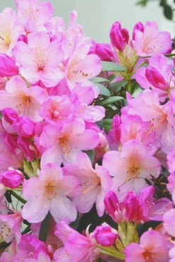 ROUÉ PÉPINIÈRES - Rhododendron 'percy wiseman' - en pot de 4 litres