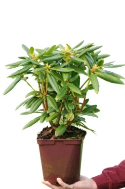 ROUÉ PÉPINIÈRES - Rhododendron laguna' - en pot de 4 litres