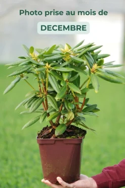 ROUÉ PÉPINIÈRES - Rhododendron laguna' - en pot de 4 litres