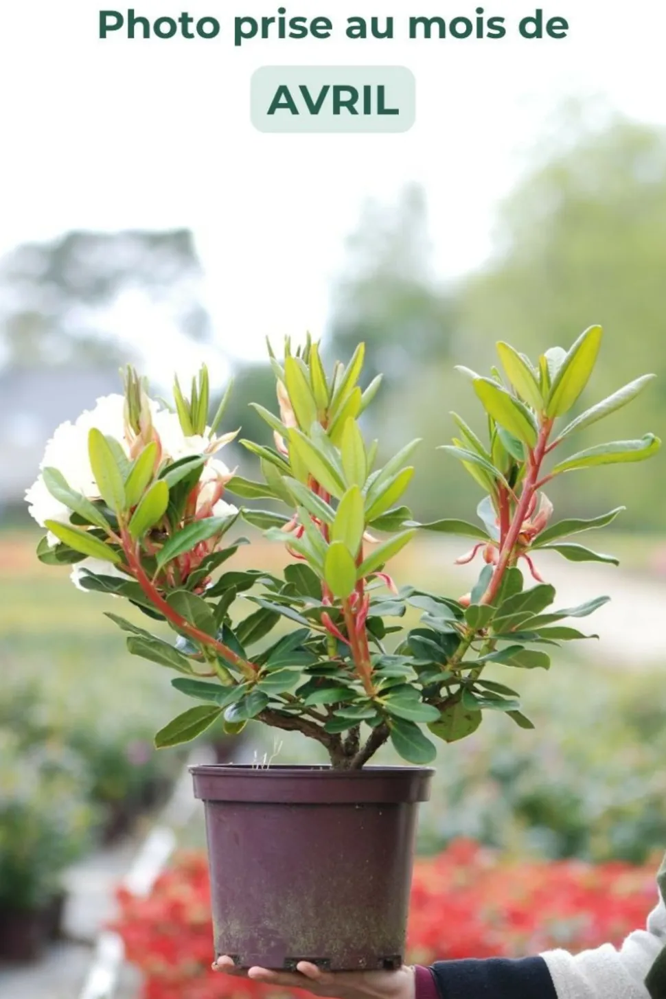 ROUÉ PÉPINIÈRES - Rhododendron 'horizon monarch' 15 litres - en pot de 15 litres