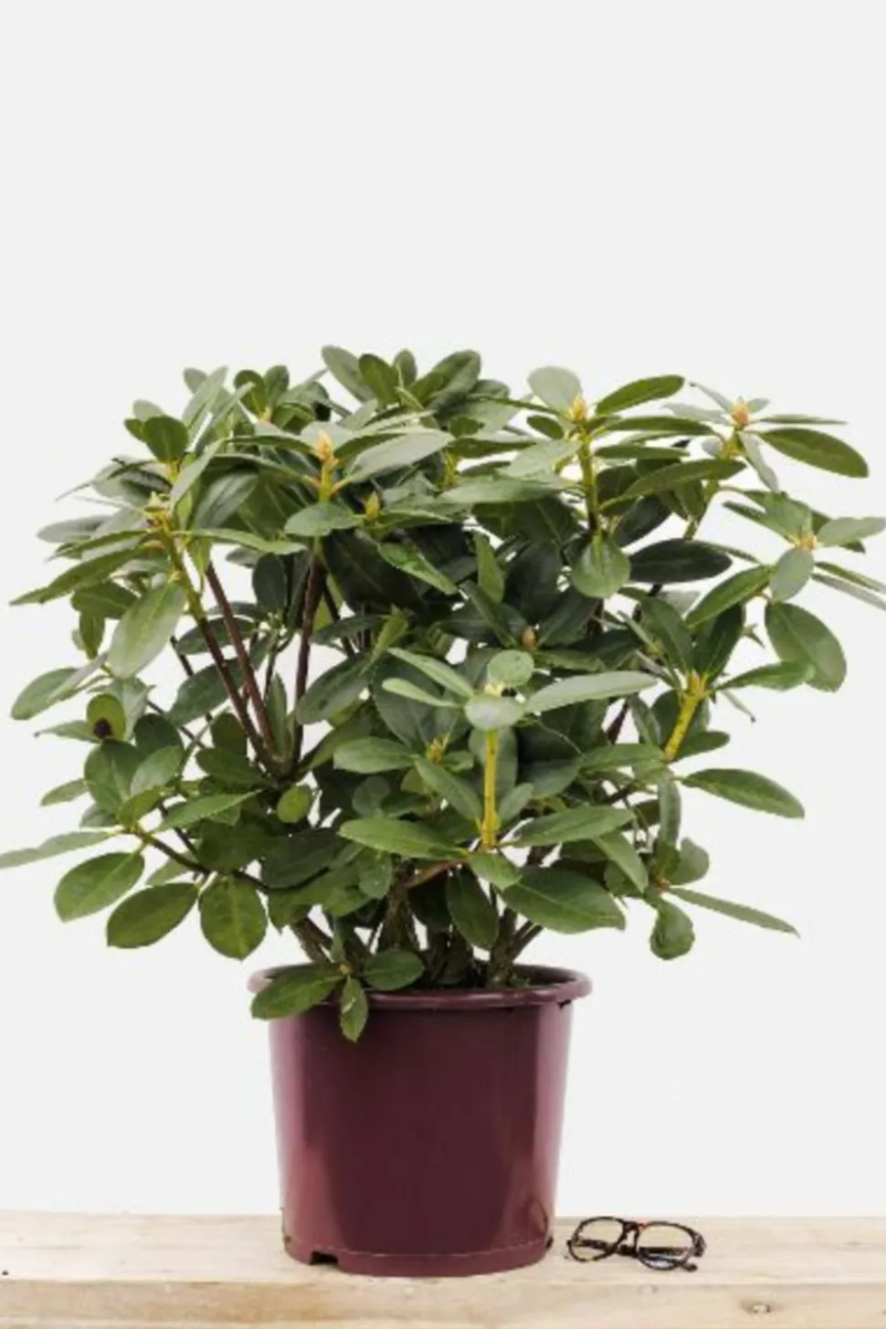 ROUÉ PÉPINIÈRES - Rhododendron 'horizon monarch' 15 litres - en pot de 15 litres