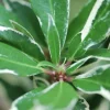 ROUÉ PÉPINIÈRES - Rhododendron pontique variegatum' - en pot de 5 litres