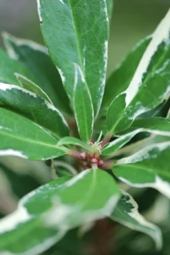ROUÉ PÉPINIÈRES - Rhododendron pontique variegatum' - en pot de 5 litres