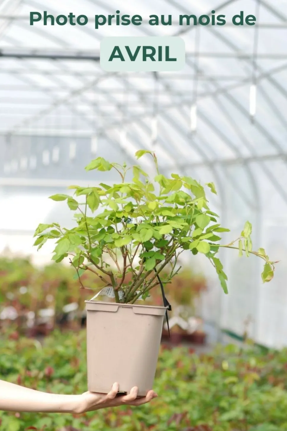 ROUÉ PÉPINIÈRES - Rosier 'golden celebration' ? - en pot de 5 litres