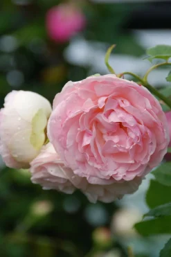 ROUÉ PÉPINIÈRES - Rosier grimpant 'pierre de ronsard' ? - en pot de 5 litres