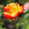 ROUÉ PÉPINIÈRES - Rosier 'henryane de chaponay' ? - en pot de 5 litres