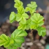 ROUÉ PÉPINIÈRES - Rosier rugueux 'angelia ? Pink' - en pot de 3 litres