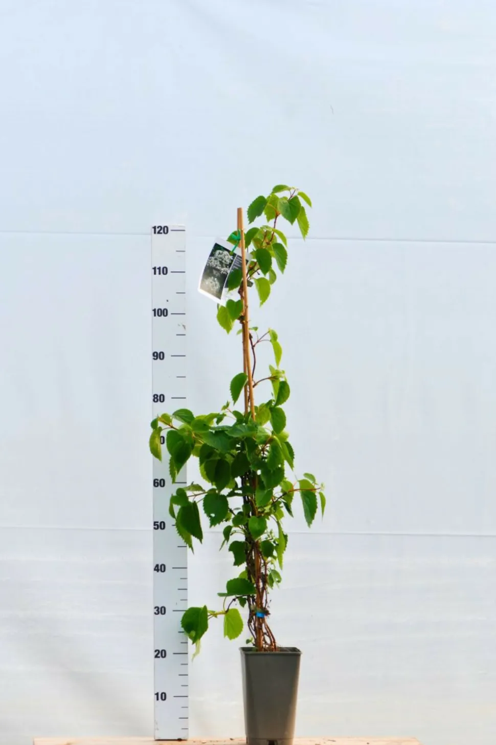 ROUÉ PÉPINIÈRES - Schizophragma hydrangeoides snow sensation' - en pot de 3 litres