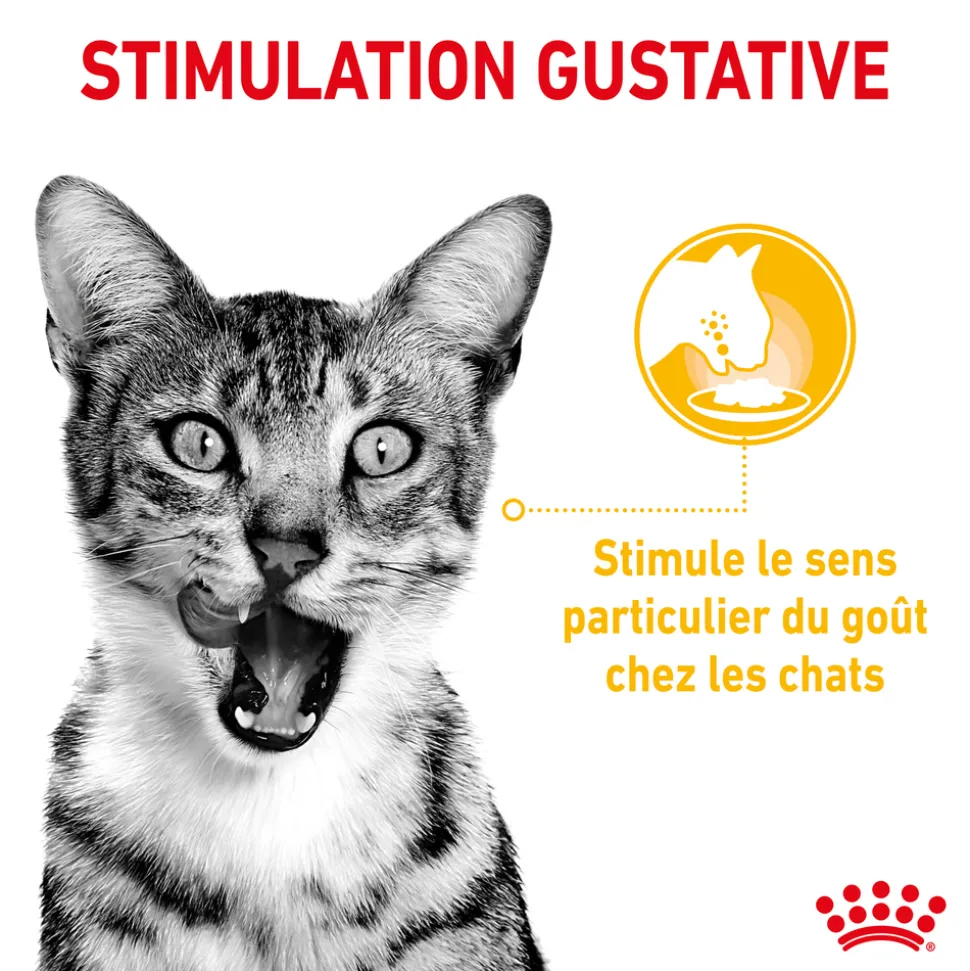 ROYAL CANIN - Bouchées en sauce chat Adulte Sensory Taste 12x85g