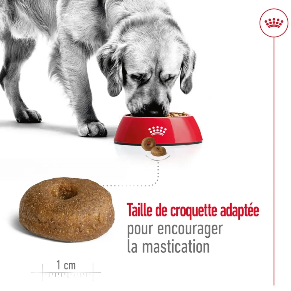 ROYAL CANIN - Croquettes chien grande taille de +8 ans Maxi Ageing 8+ 15kg