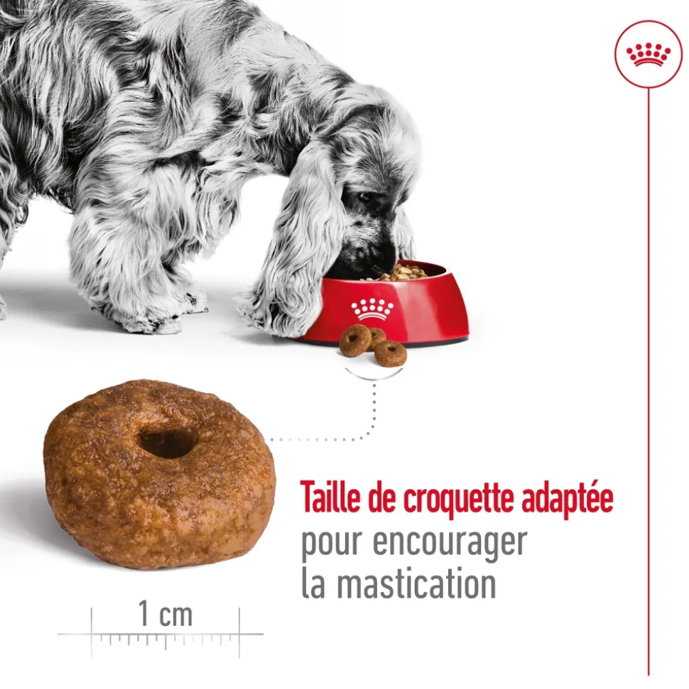 ROYAL CANIN - Croquettes chien taille moyenne de +10 ans Medium Ageing 3kg
