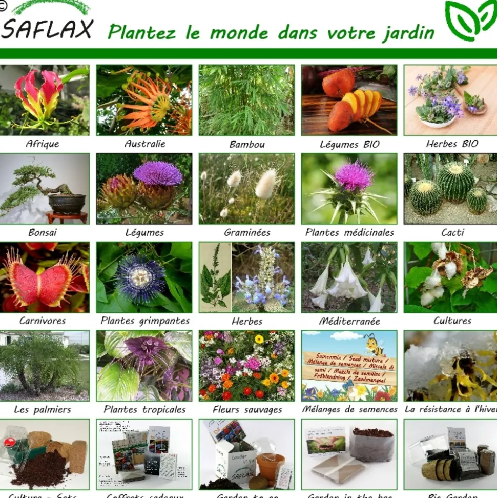 SAFLAX - Mûrier blanc - 200 graines - morus alba
