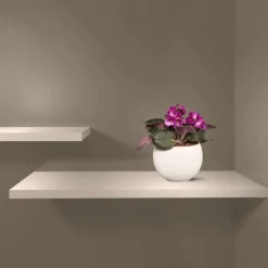Saintpaulia : plante Ø12cm petit modèle pot