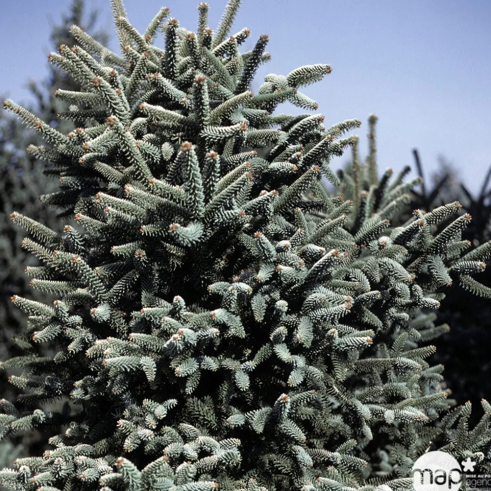 Sapin d'Andalousie pinsapo Aurea 30/40 : pot de 3 litres