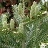 Sapin de Corée koreana Silberlocke 30/40 : pot de 3 litres