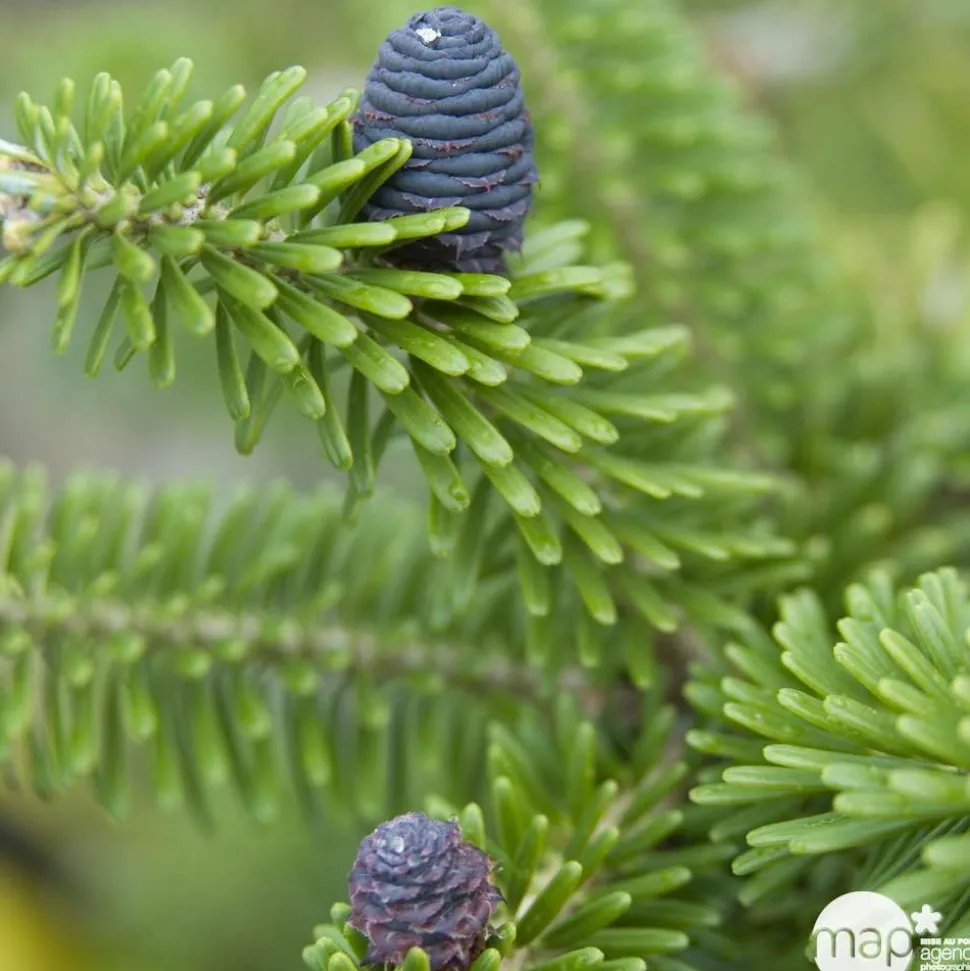 Sapin de Corée koreana Silberlocke 30/40 : pot de 3 litres