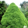 Sapinette blanche (Picea glauca) 'Conica' 50/60 : pot 5L