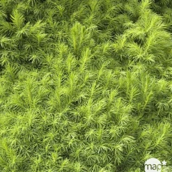 Sapinette blanche (Picea glauca) 'Conica' 50/60 : pot 5L