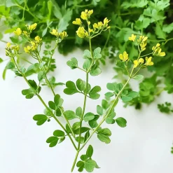 SEMISAUVAGE PERMACULTURE - 100 graines de rue officinale (ruta graveolens) - semisauvage permaculture