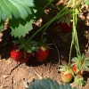 SERRES DESRUMAUX - 3 plants fraisier mara des bois motte 7 cm