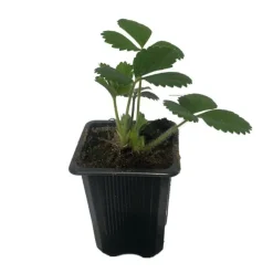 SERRES DESRUMAUX - 3 plants fraisier mara des bois motte 7 cm