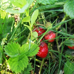 SERRES DESRUMAUX - 3 plants fraisiers charlotte motte 7 cm