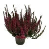 SERRES DESRUMAUX - Bruyere calluna garden girls rose pot 10.5cm