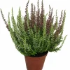 SERRES DESRUMAUX - Bruyere calluna bicolore garden girls p10cm
