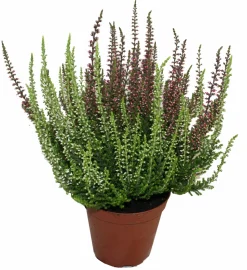 SERRES DESRUMAUX - Bruyere calluna bicolore garden girls p10cm