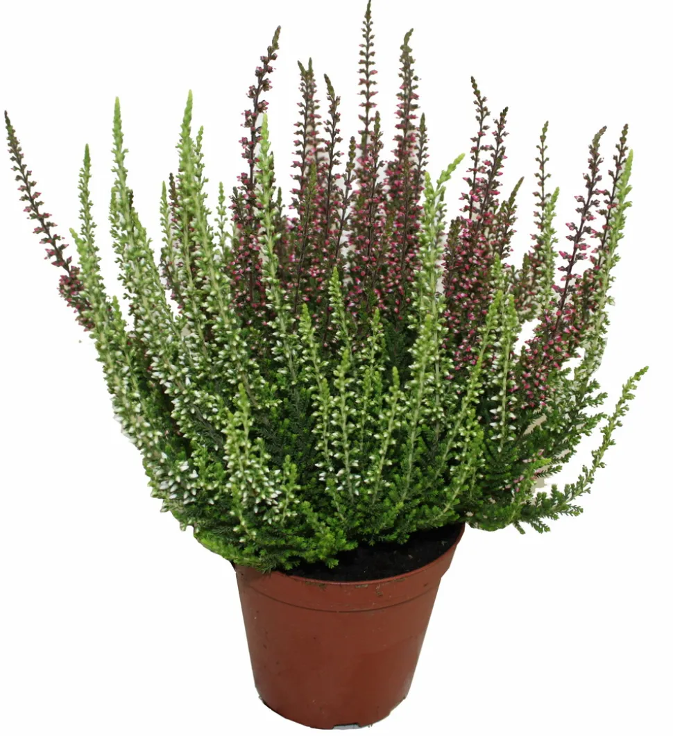 SERRES DESRUMAUX - Bruyere calluna bicolore garden girls p10cm