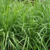 SERRES DESRUMAUX - Plant citronnelle de madagascar pot 1l