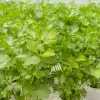 SERRES DESRUMAUX - Plant celeri vivace pot 1l