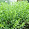 SERRES DESRUMAUX - Plant estragon qualité pépinière pot1,5l