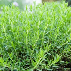 SERRES DESRUMAUX - Plant estragon qualité pépinière pot1,5l
