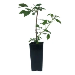 SERRES DESRUMAUX - Plant framboisier zeva pot de 2l