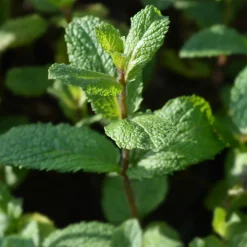 SERRES DESRUMAUX - Plant menthe marocaine pot de 1,5l