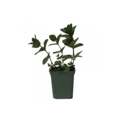 SERRES DESRUMAUX - Plant menthe marocaine pot de 1,5l