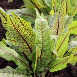 SERRES DESRUMAUX - Plant oseille sanguine pot 1l