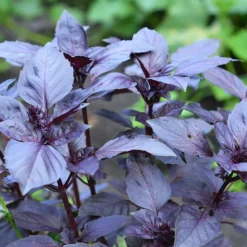 SERRES DESRUMAUX - Plant patate douce beauregard pot 1l